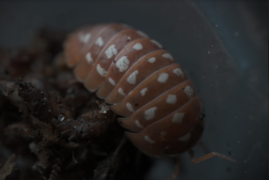 Isopods for your Bioactive Setup