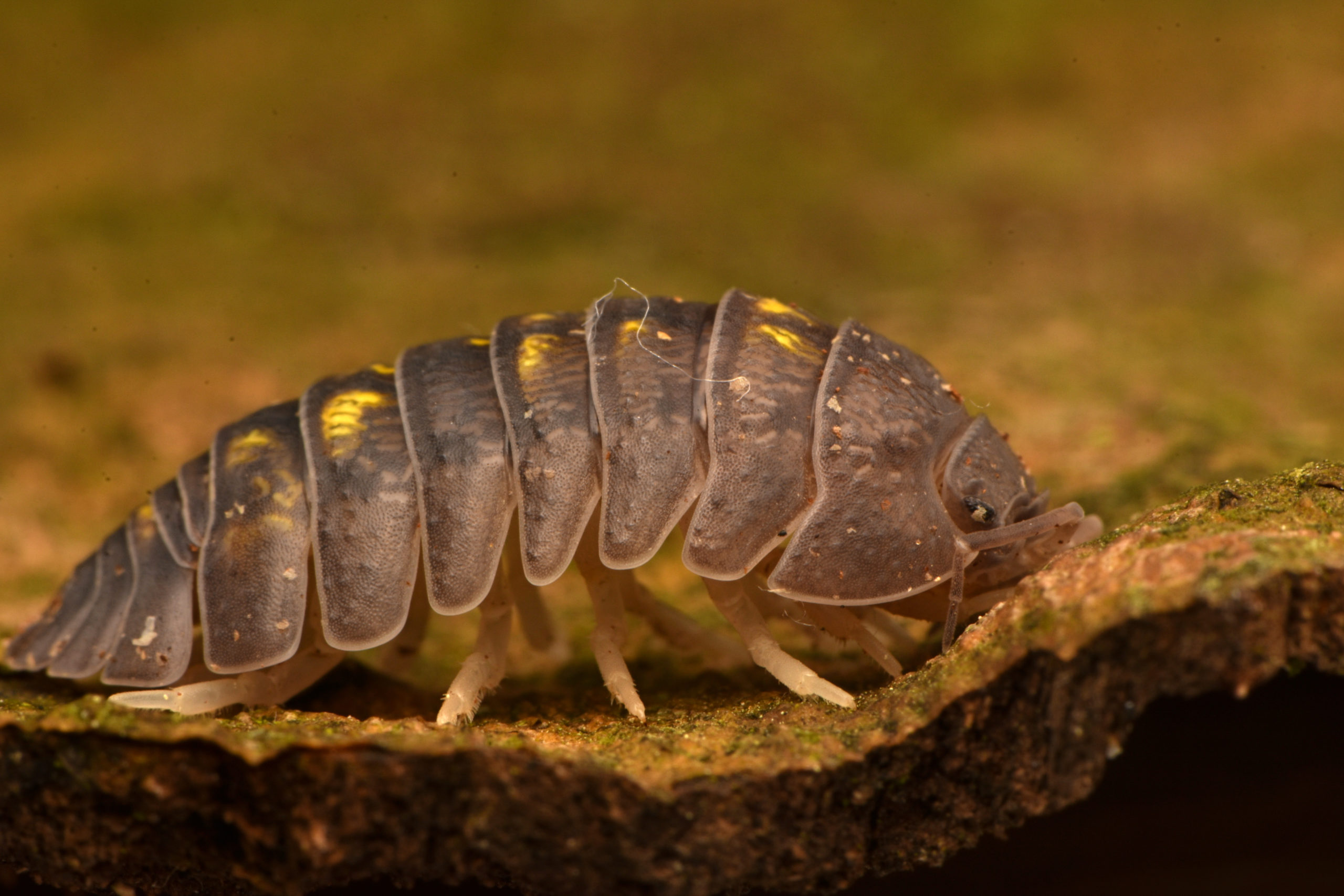 Isopods for your Bioactive Setup