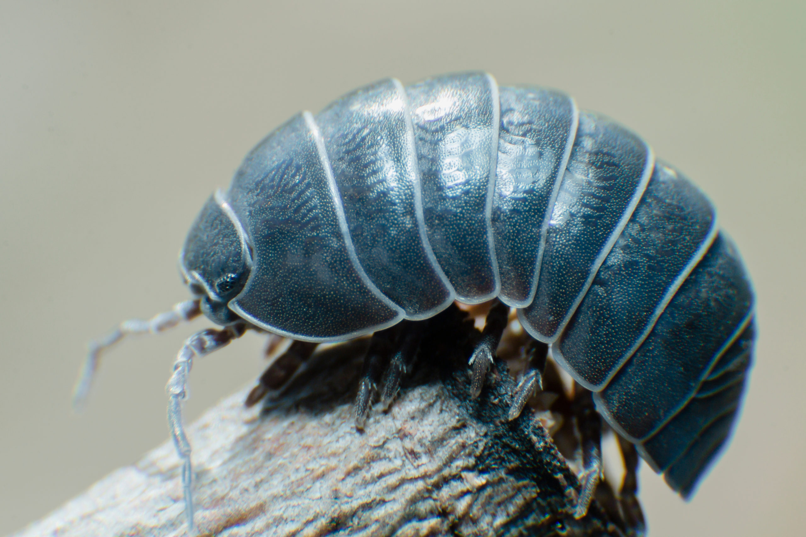 Isopods for your Bioactive Setup