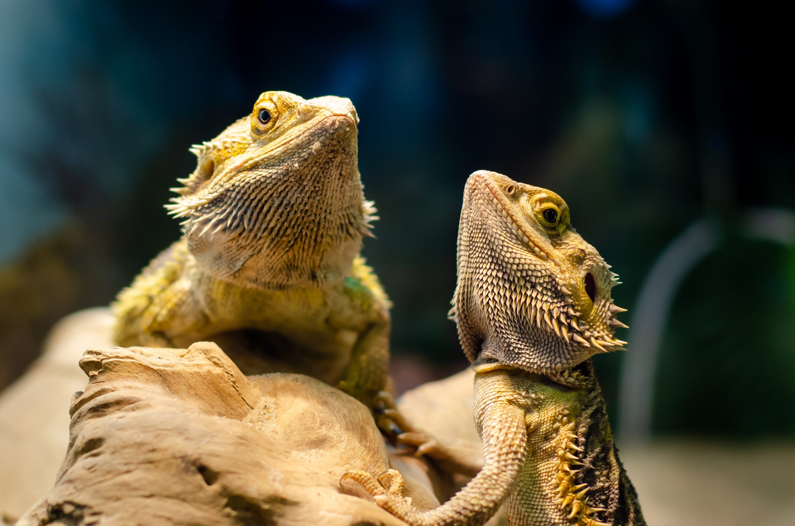 Cohabiting Reptiles