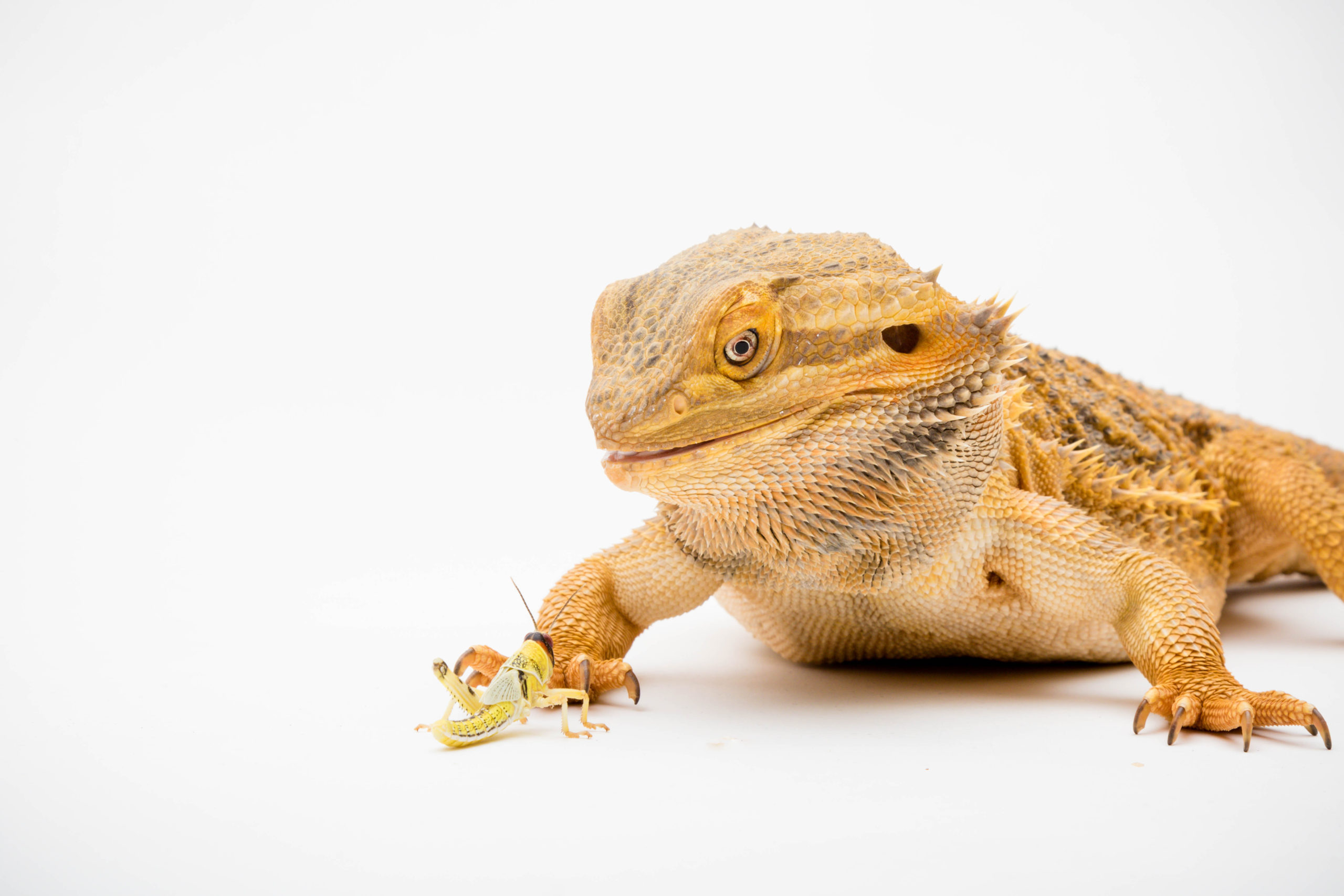 Bearded Dragon Care Guide