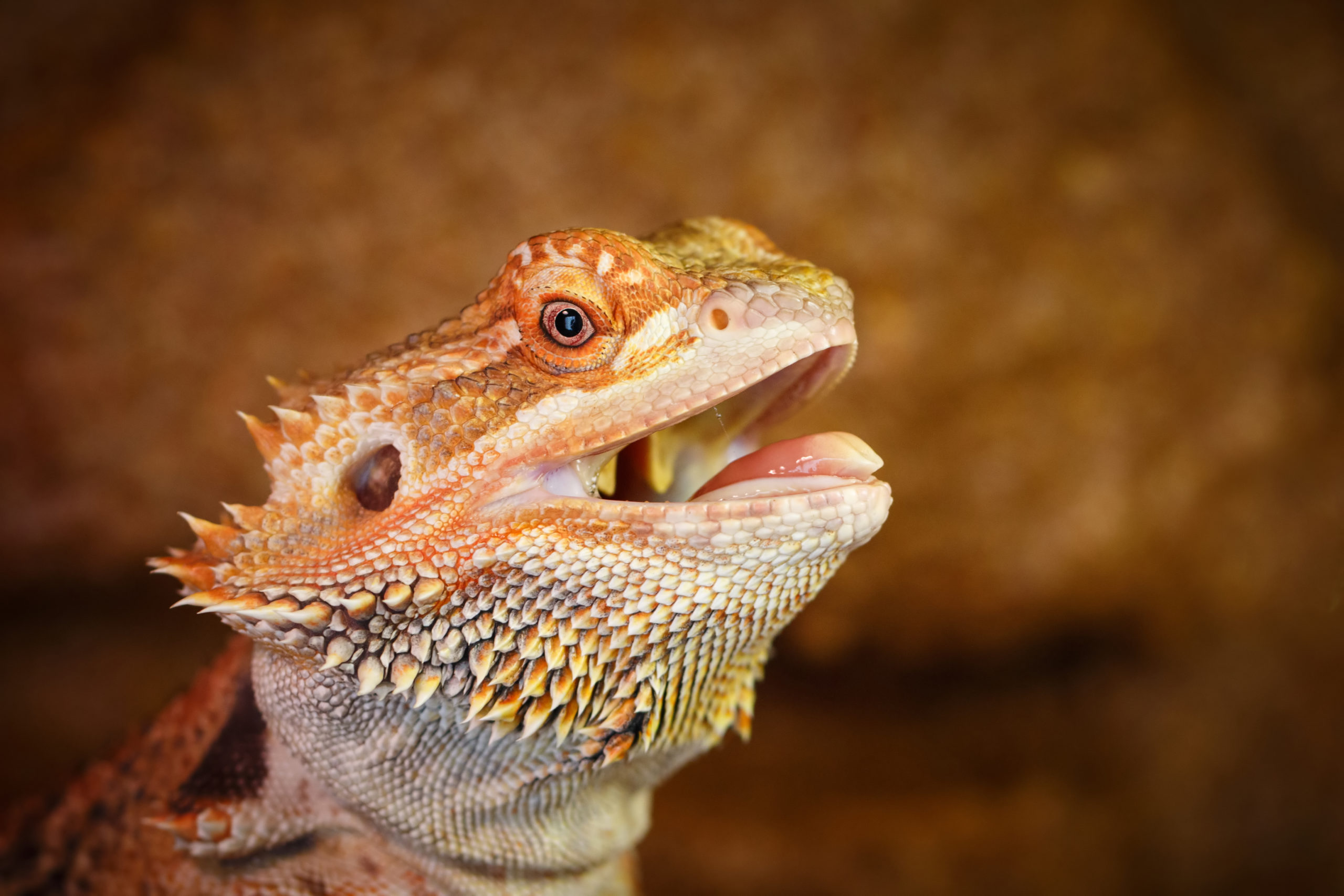 Bearded Dragon Care Guide