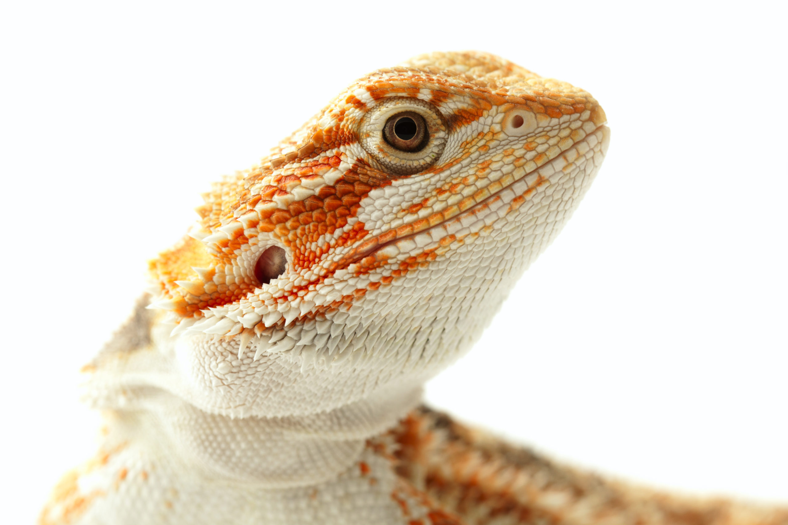 Bearded Dragon Care Guide