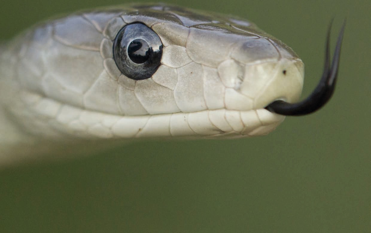 Snake Catcher Bitten By a Venomous Black Mamba After Rescuing It, Dog  Suffered The Same After Boomslang Encounter