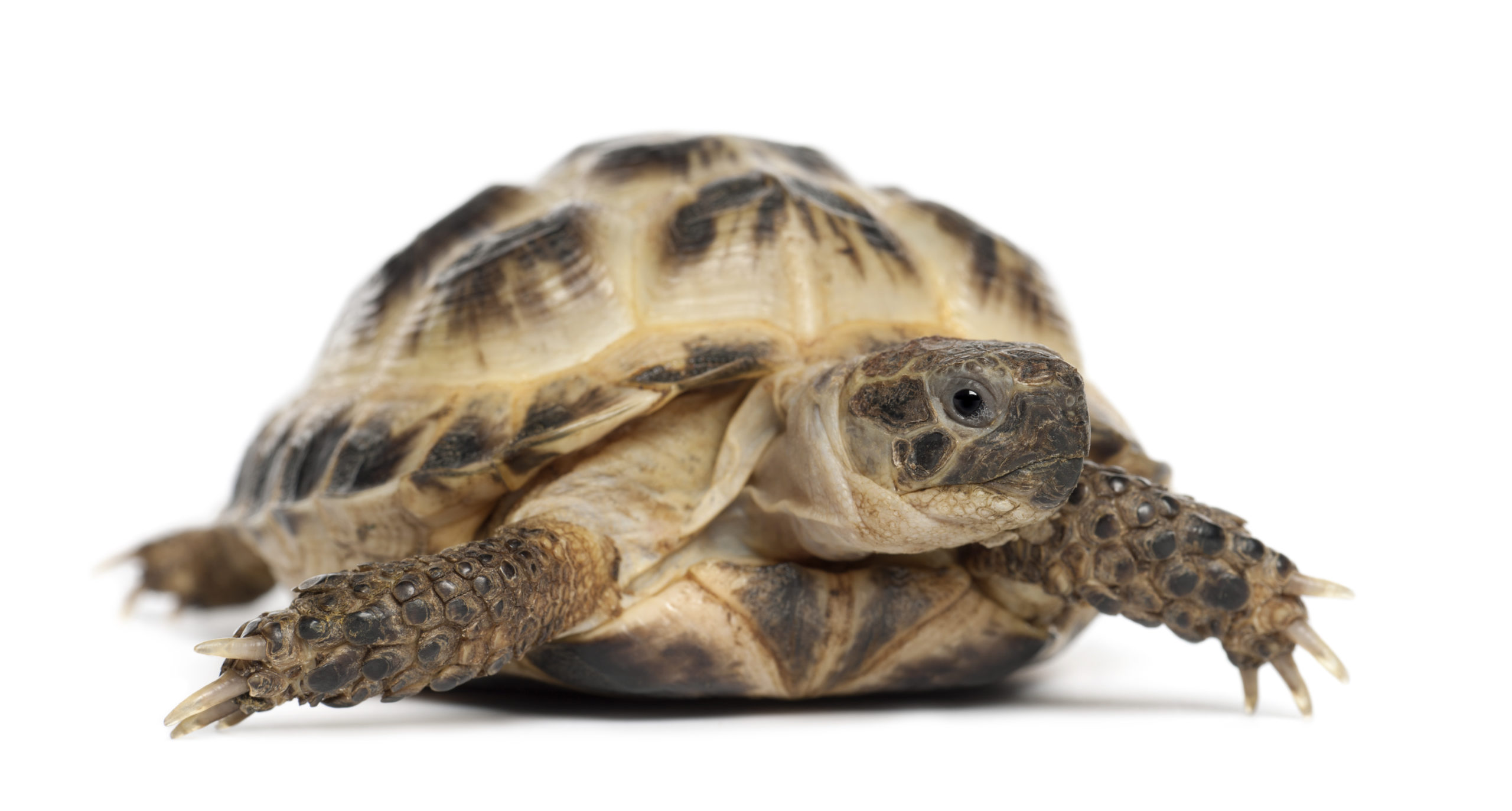 Horsfield's tortoise