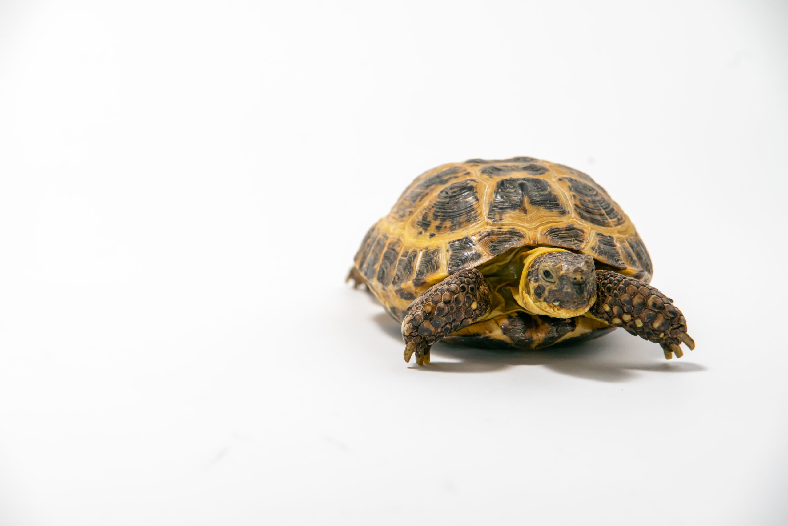 Horsfield's tortoise