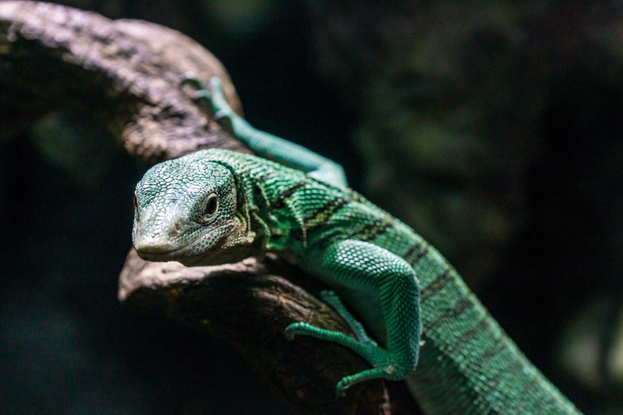 emerald tree monitor; an intelligent lizard.