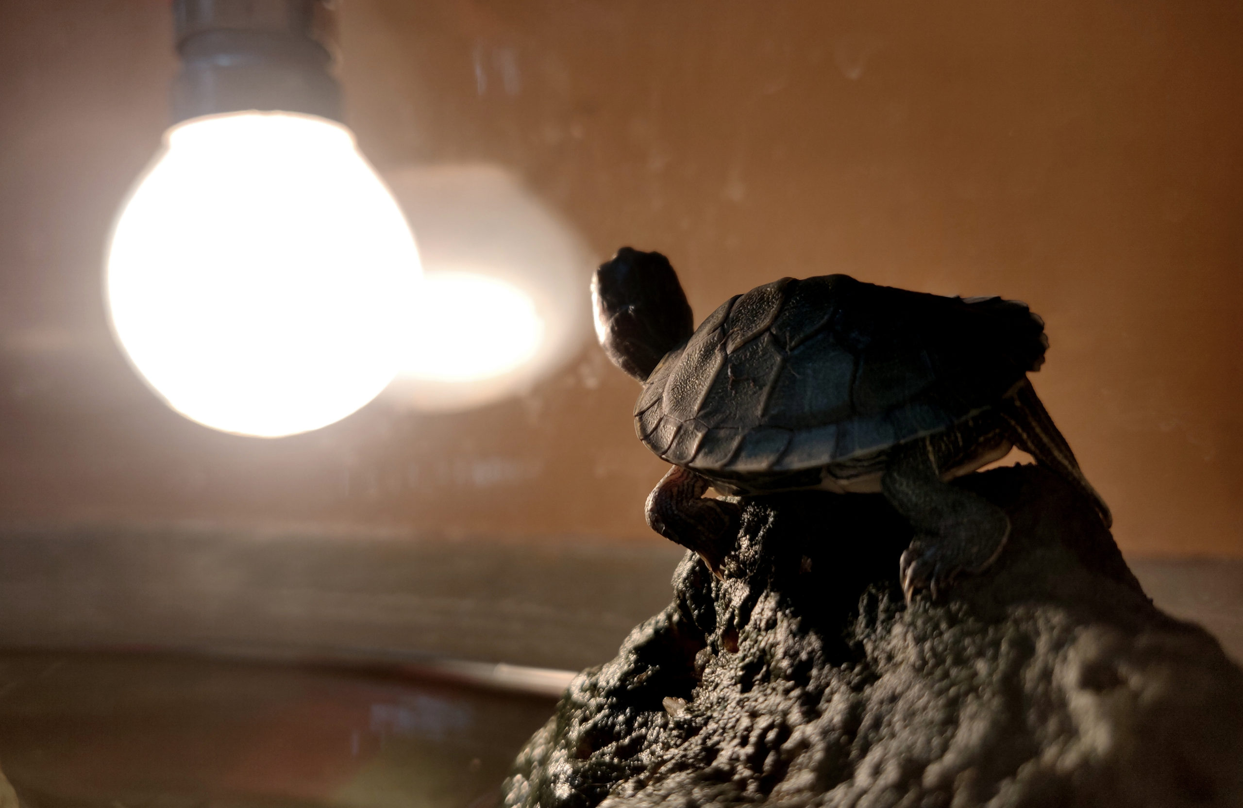 turtle and basking lamp