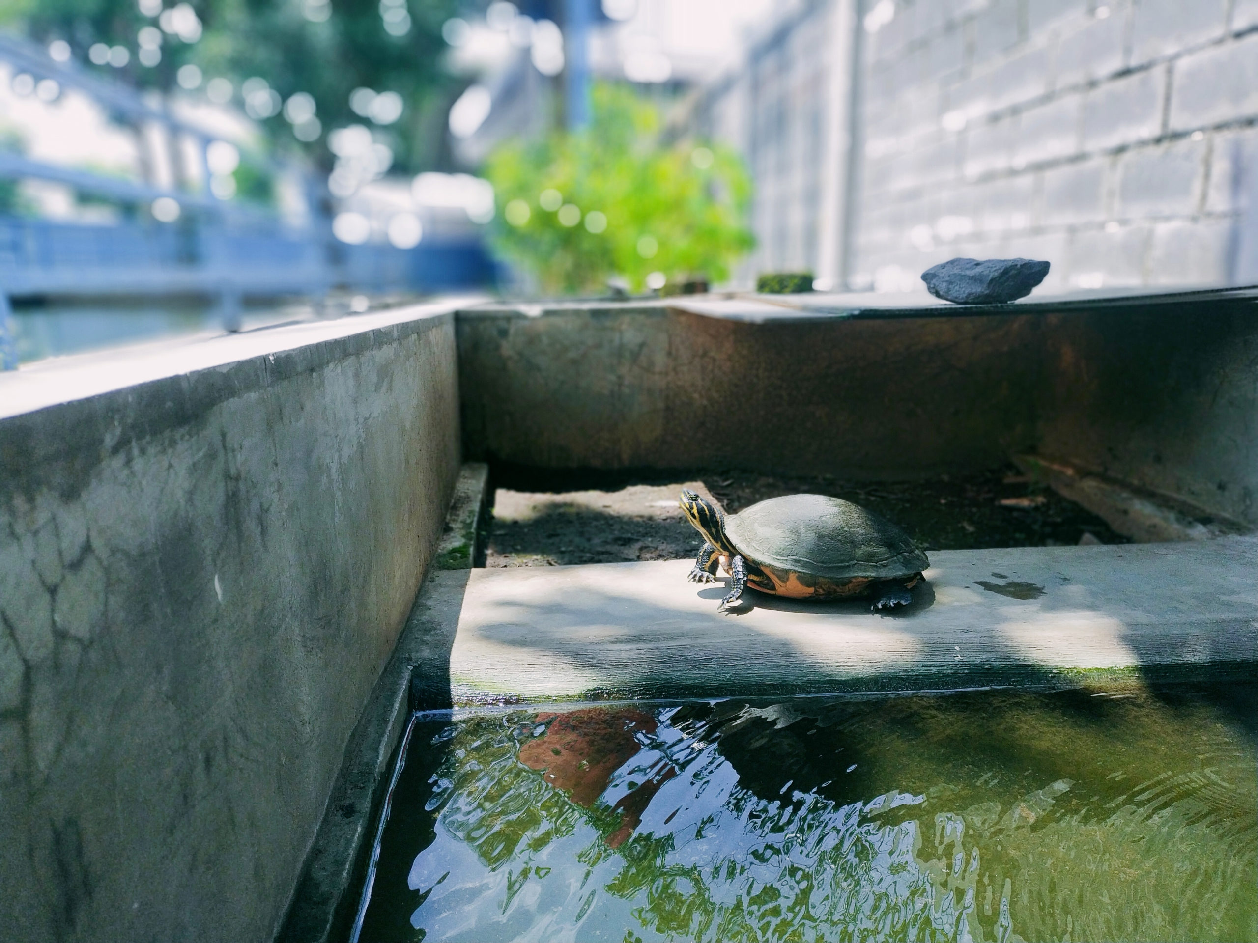 turtle basks outside