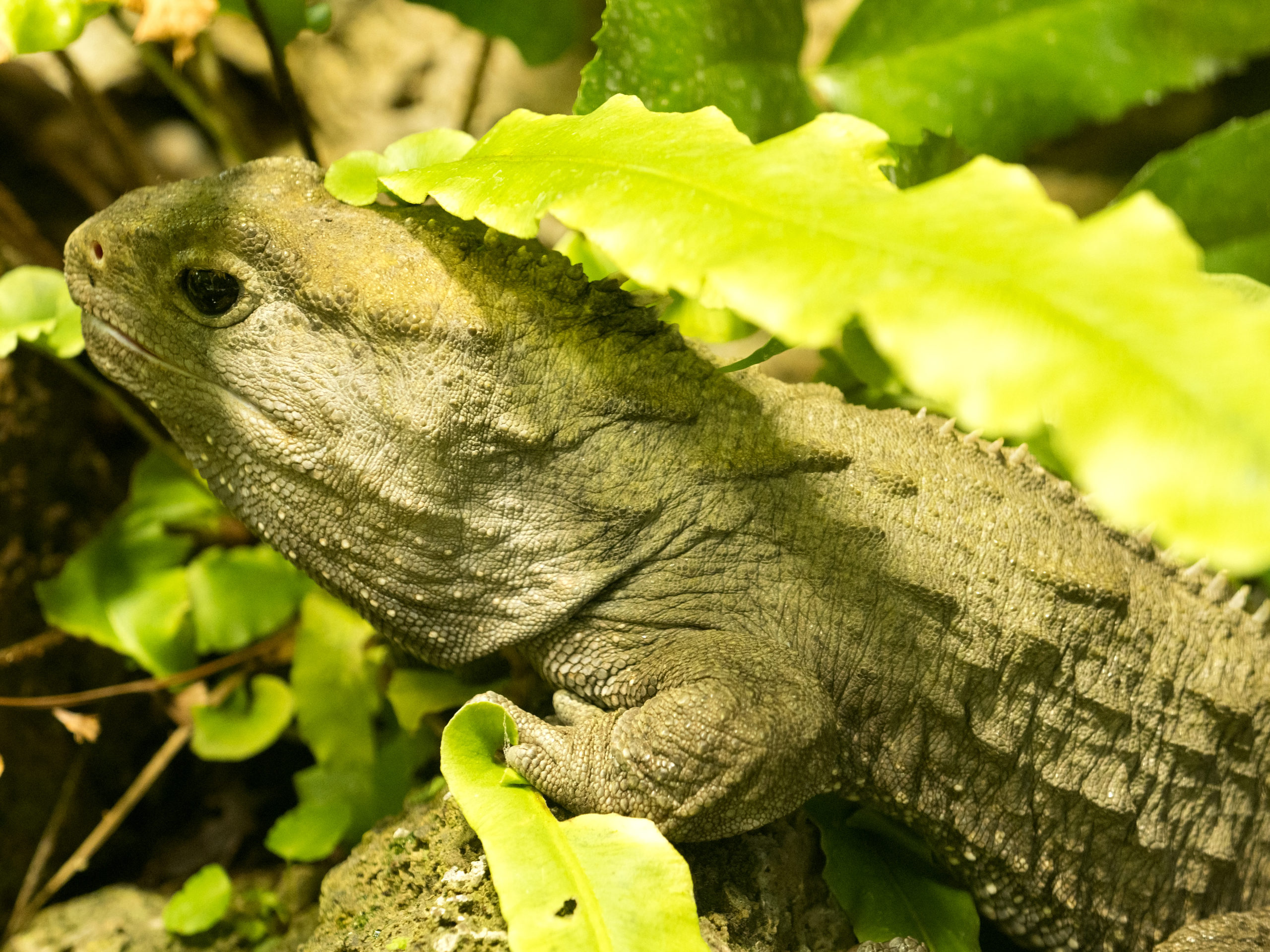 sphenodon punctatus, tuatara