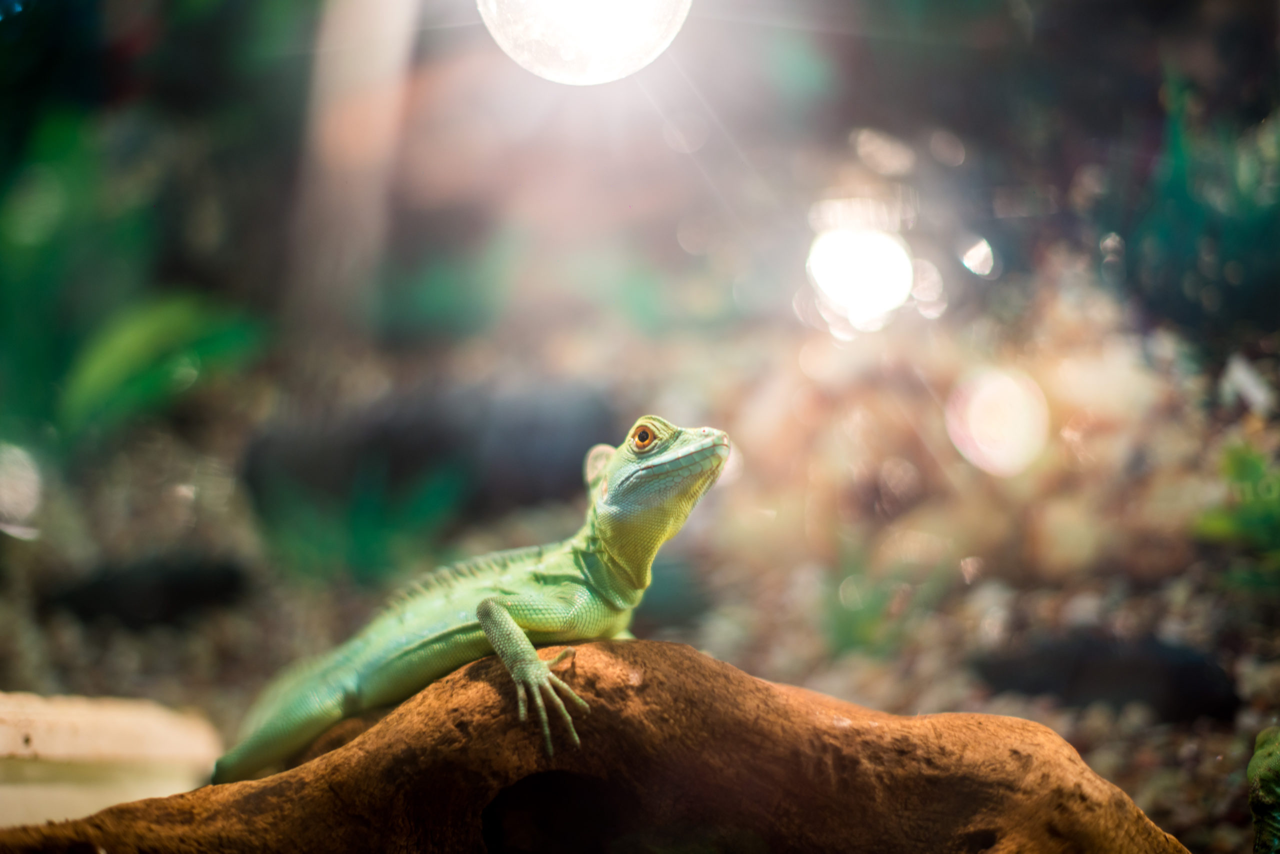 reptile under lamp