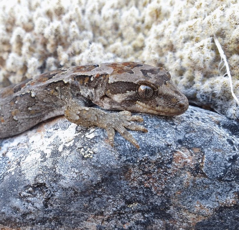 cupola gecko