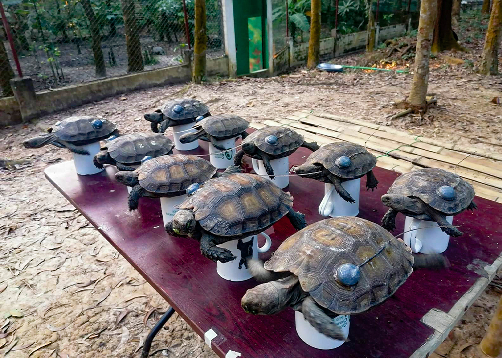 Ten juvenile, captive-bred Asian Giant Tortoises are affixed with radio transmitters at the Bangladesh Forest Department/ Turtle Survival Alliance / Creative Conservation Alliance’s Turtle Conservation Center in Bhawal National Park prior to their release. Photo: Kowshikur Rahman/CCA